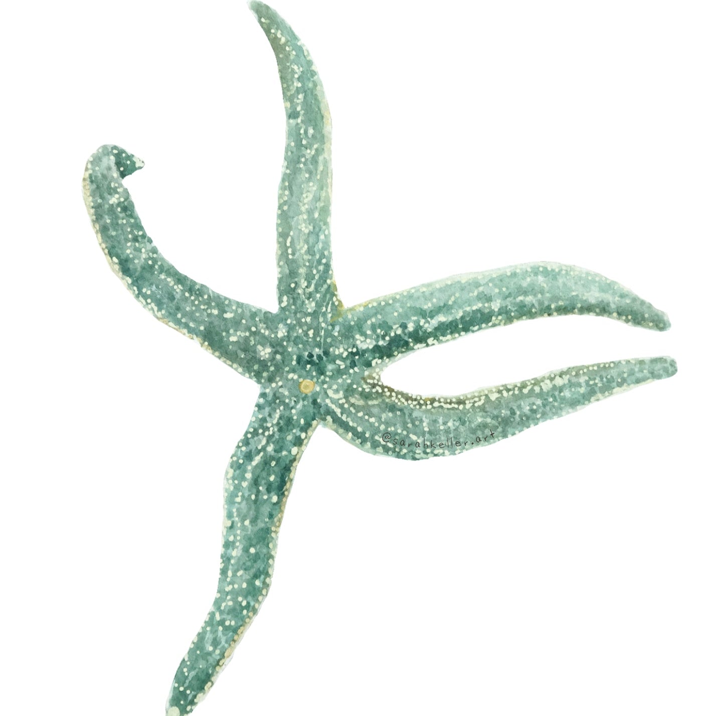Sticker - Seastar