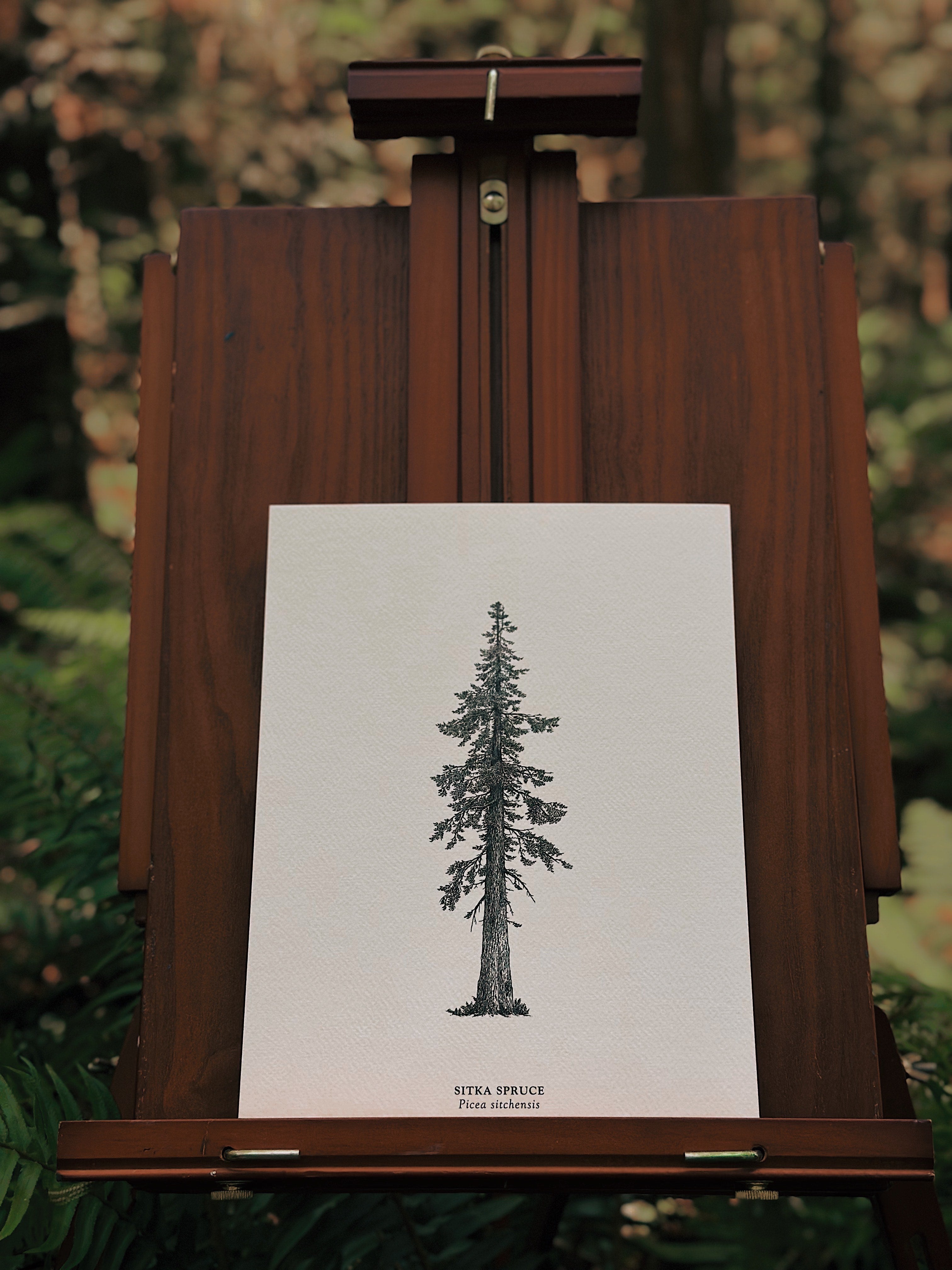 Art Print - Sitka Spruce
