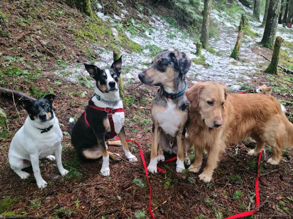 Leash Long Line - Biothane Waterproof Sport