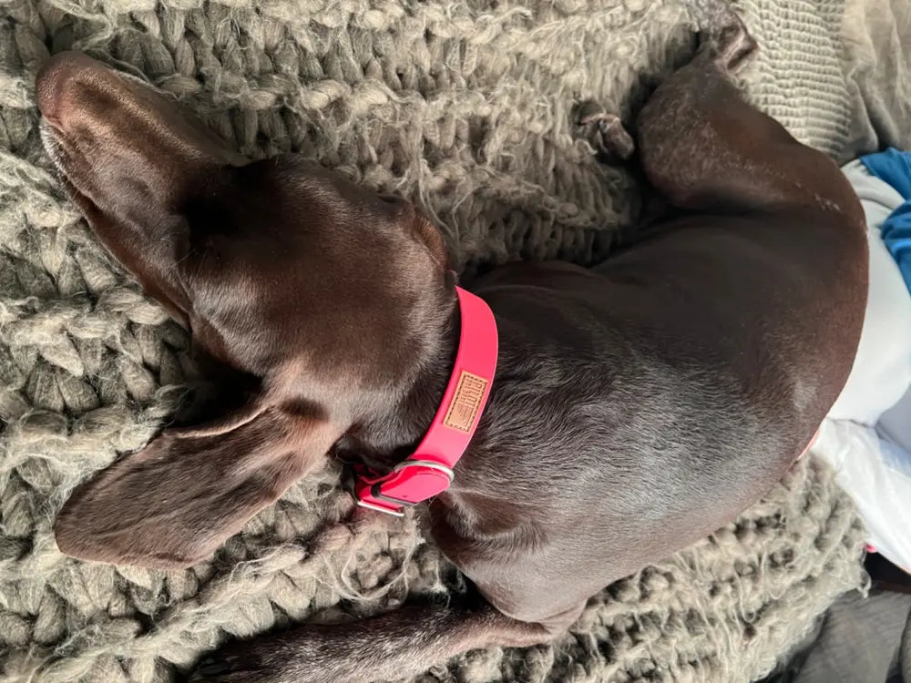 Collar - Biothane Waterproof Sport