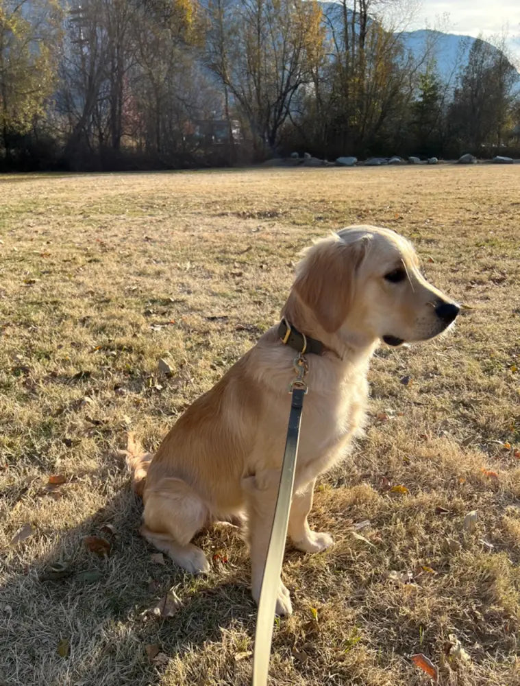 Collar - Biothane Waterproof Luxe