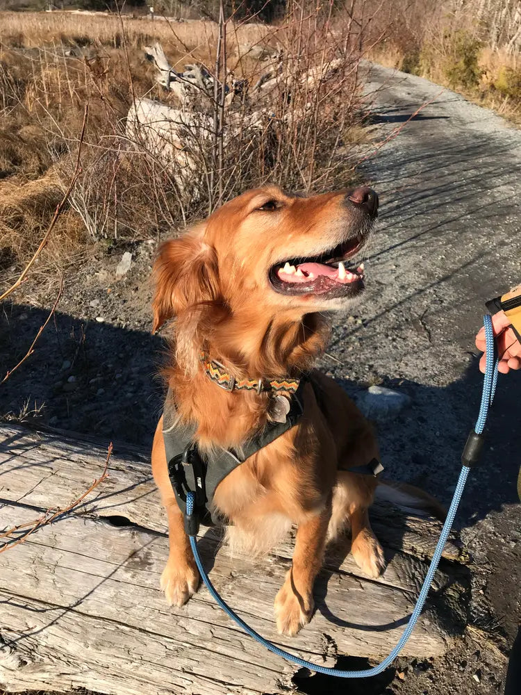 Leash - Climbing Rope