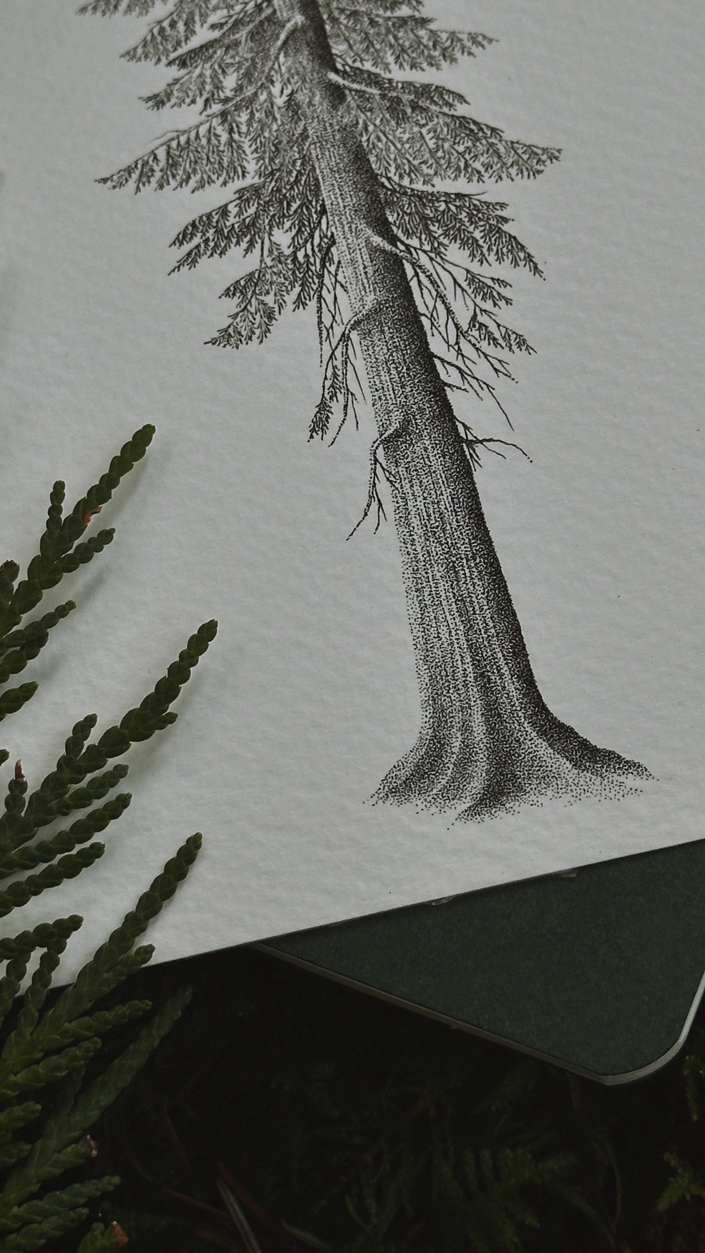 Art Print - Western Red Cedar