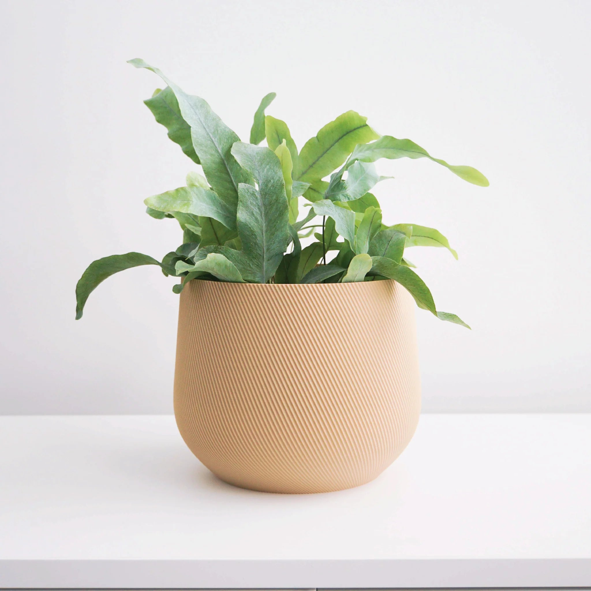 Juniper Planter