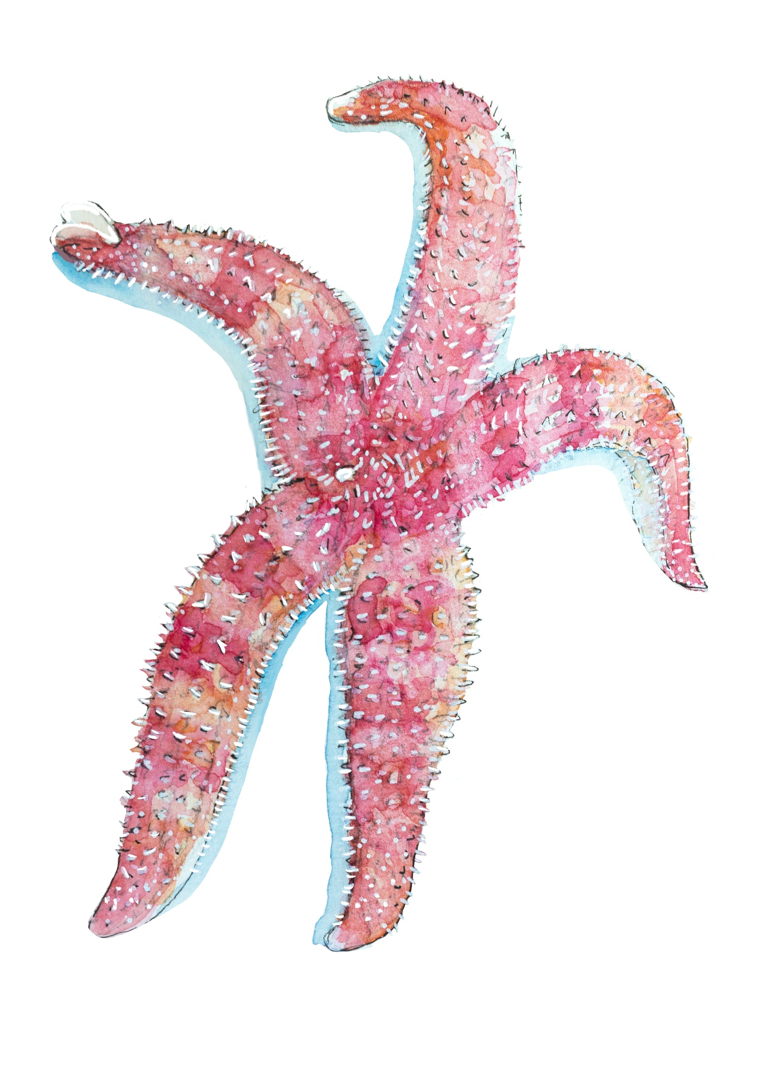 Sticker - Seastar