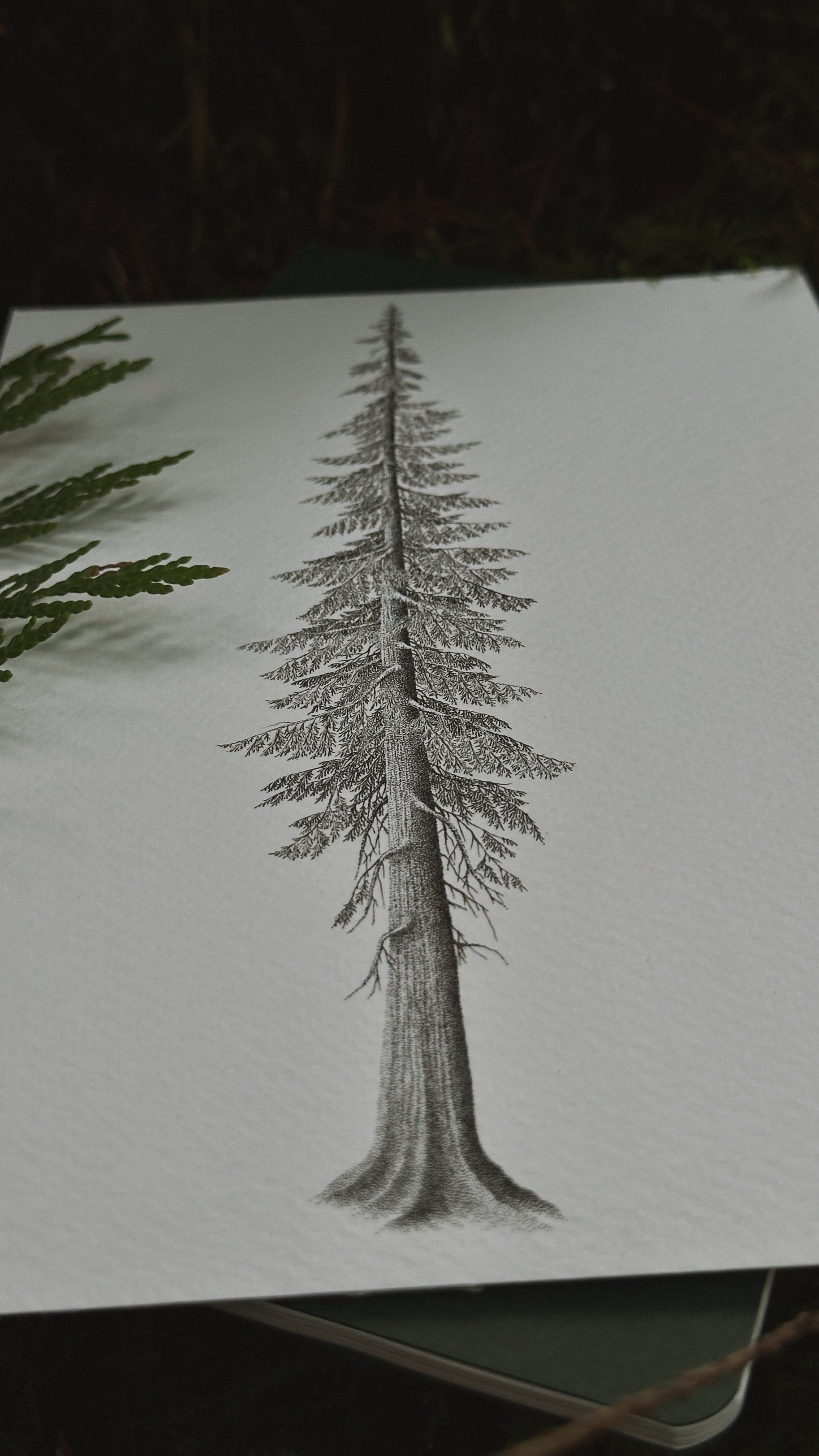 Art Print - Western Red Cedar