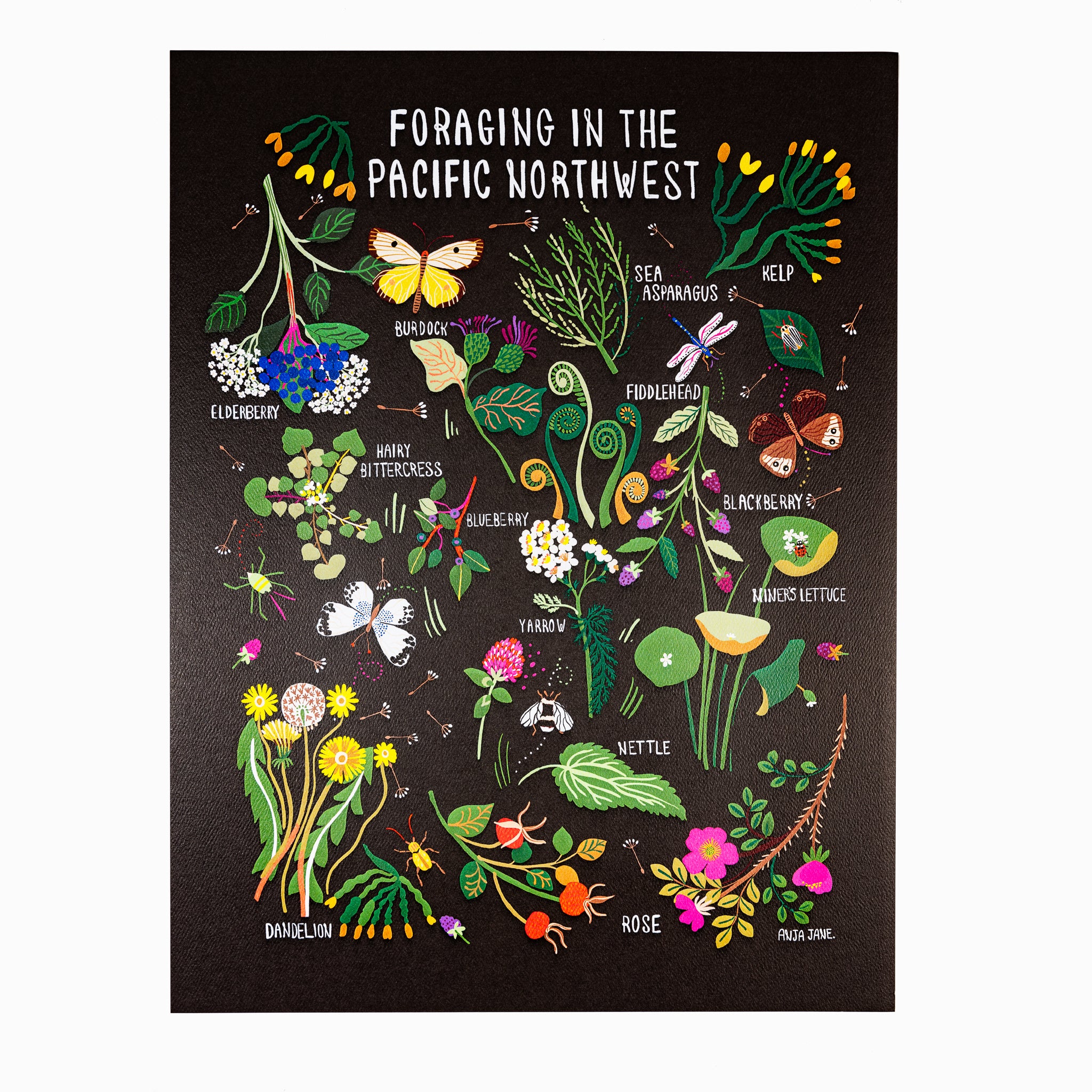 Anja Jane Illustrations - Art Print - Foraging in the Pacific Northwest