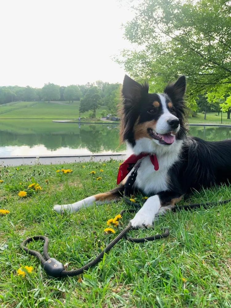 Pilot Pet Gear - Leash - Climbing Rope