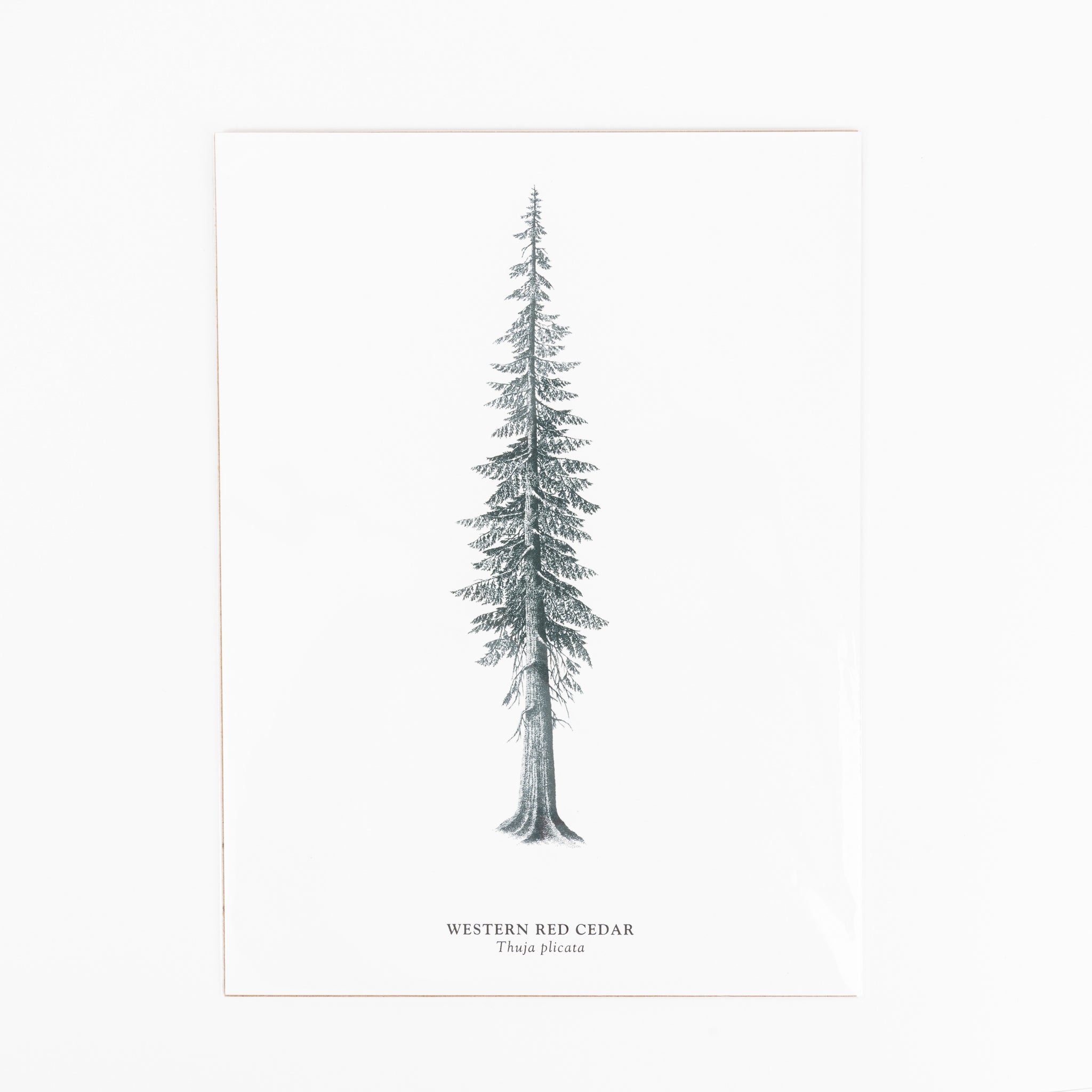 Art Print - Western Red Cedar