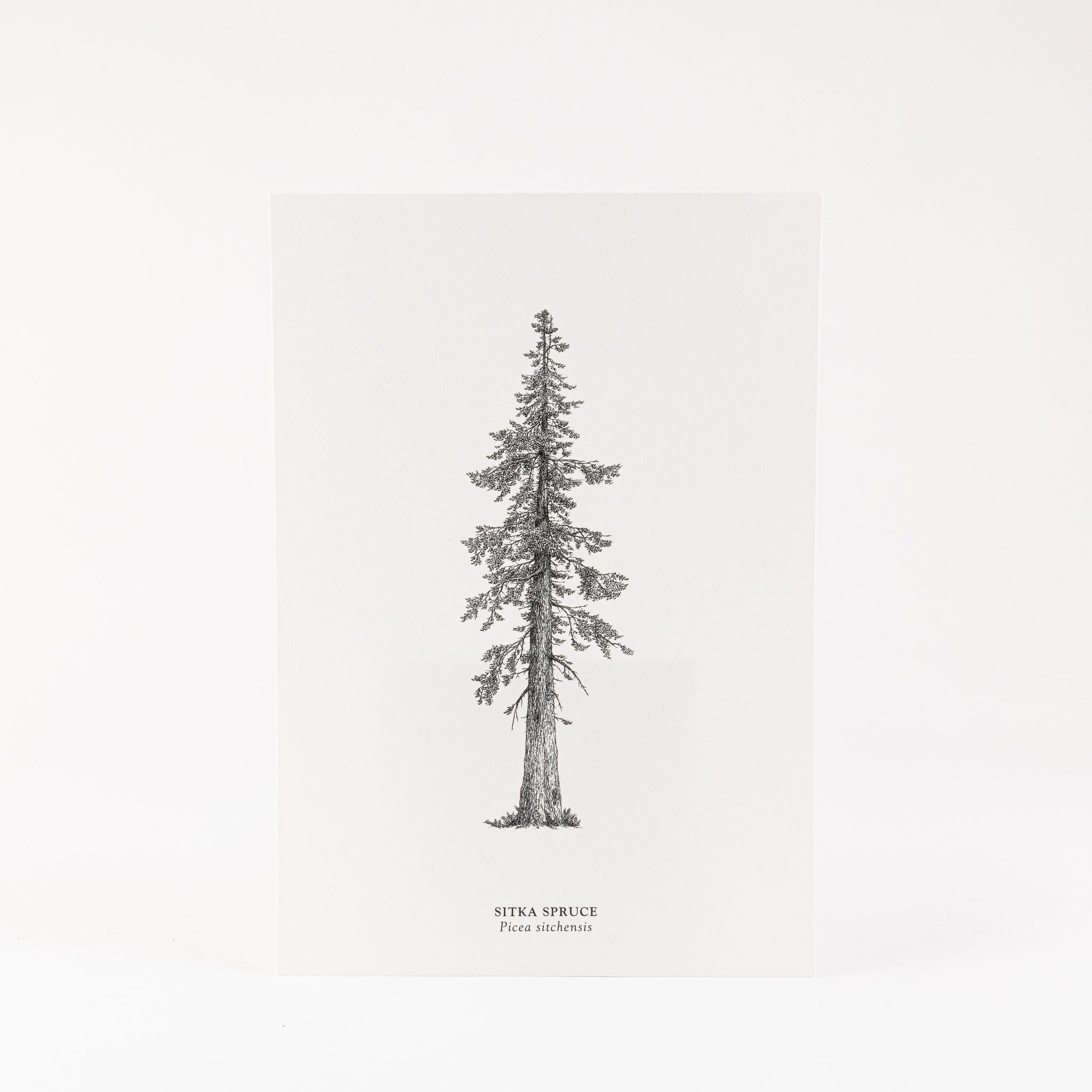 Art Print - Sitka Spruce