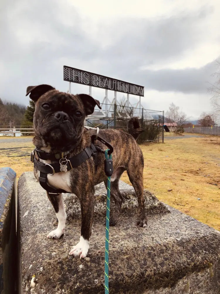 Pilot Pet Gear - Leash - Climbing Rope