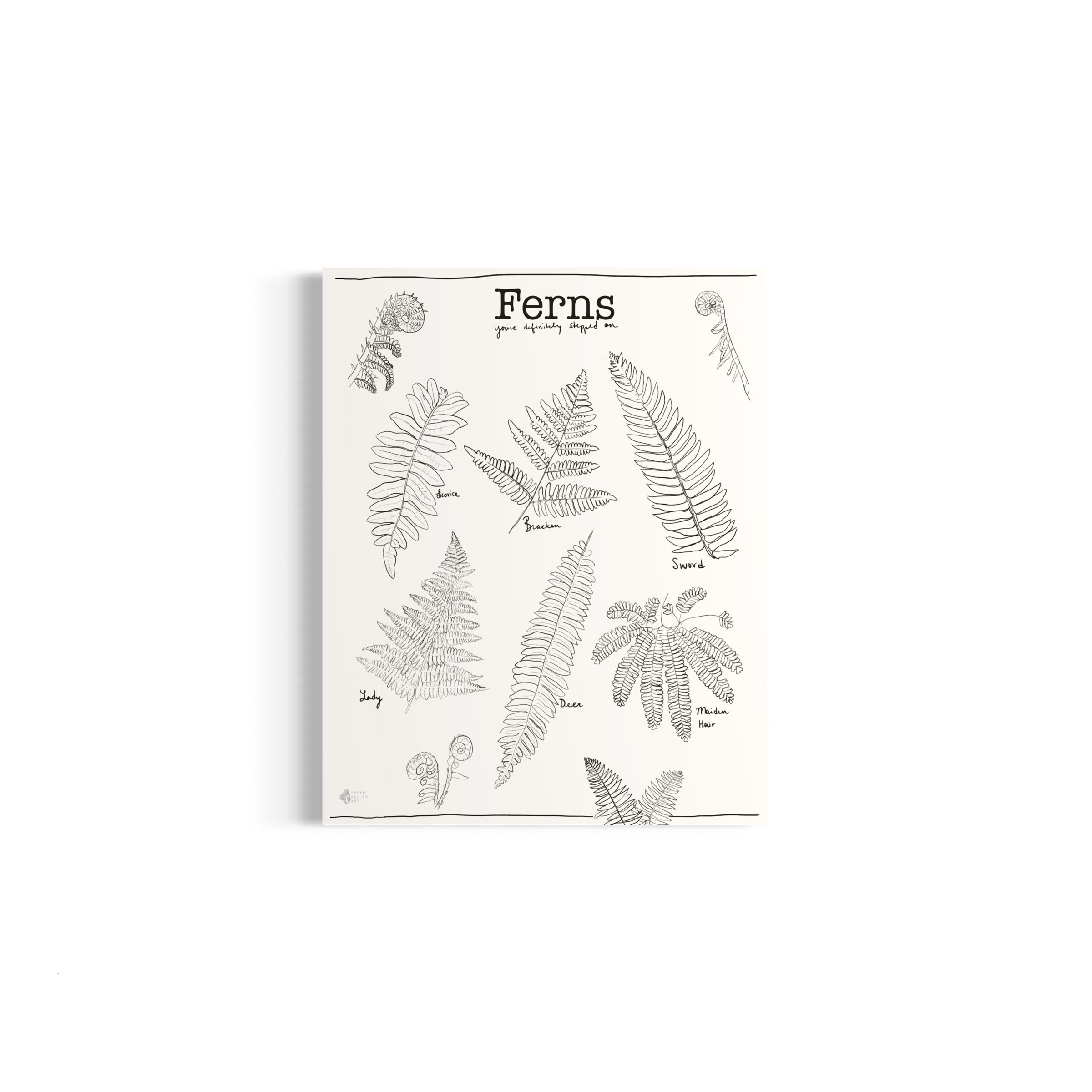 Art Print - Ferns