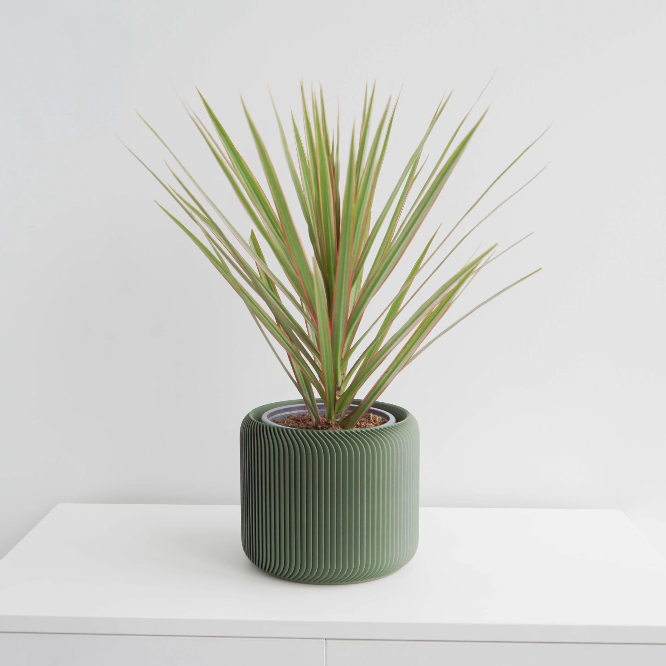 Conifer Home Wares - Pine Planter