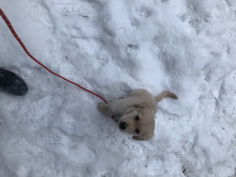 Pilot Pet Gear - Leash - Climbing Rope