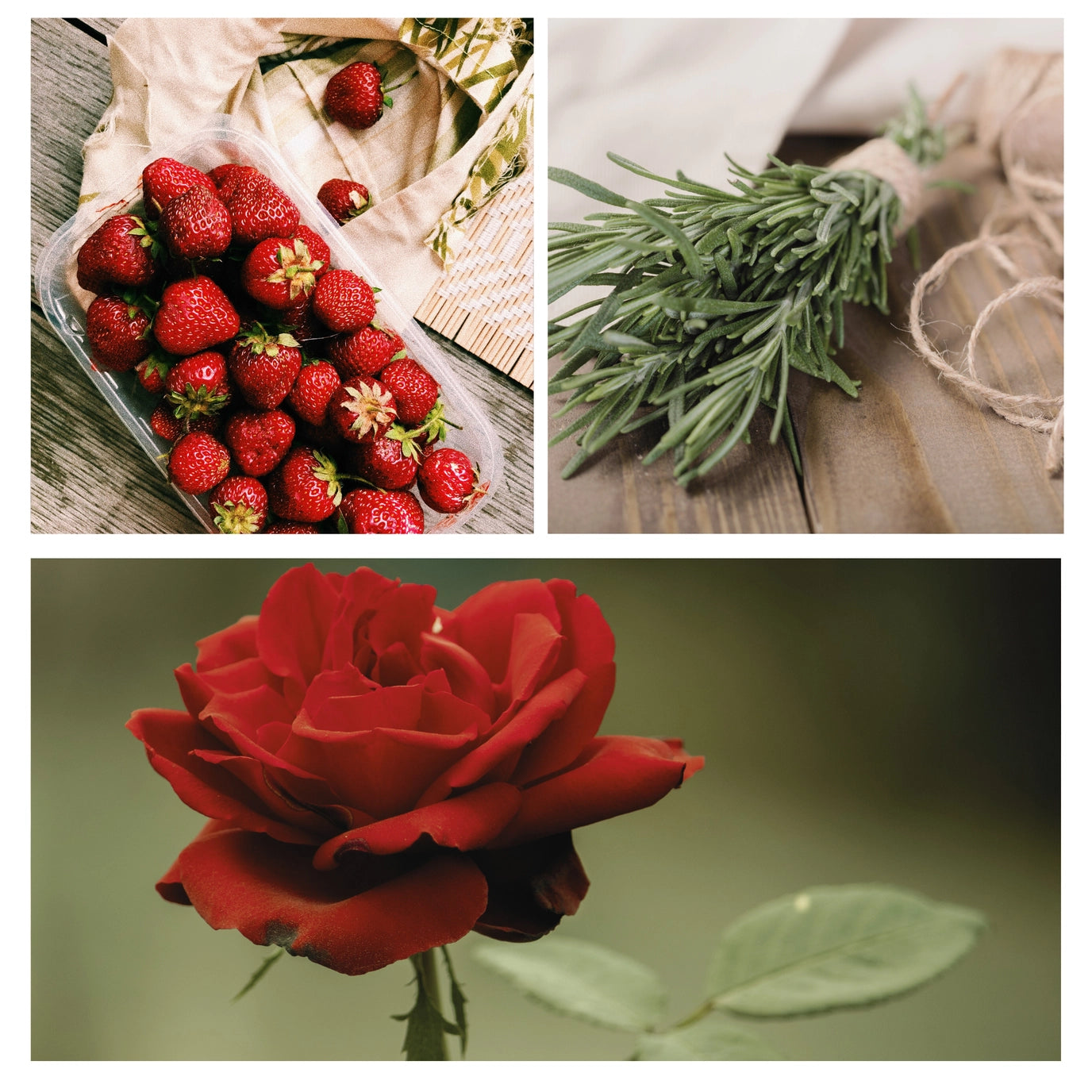 Be Celebrated Simmer Pot Mix | Limited Edition Holiday Aroma
