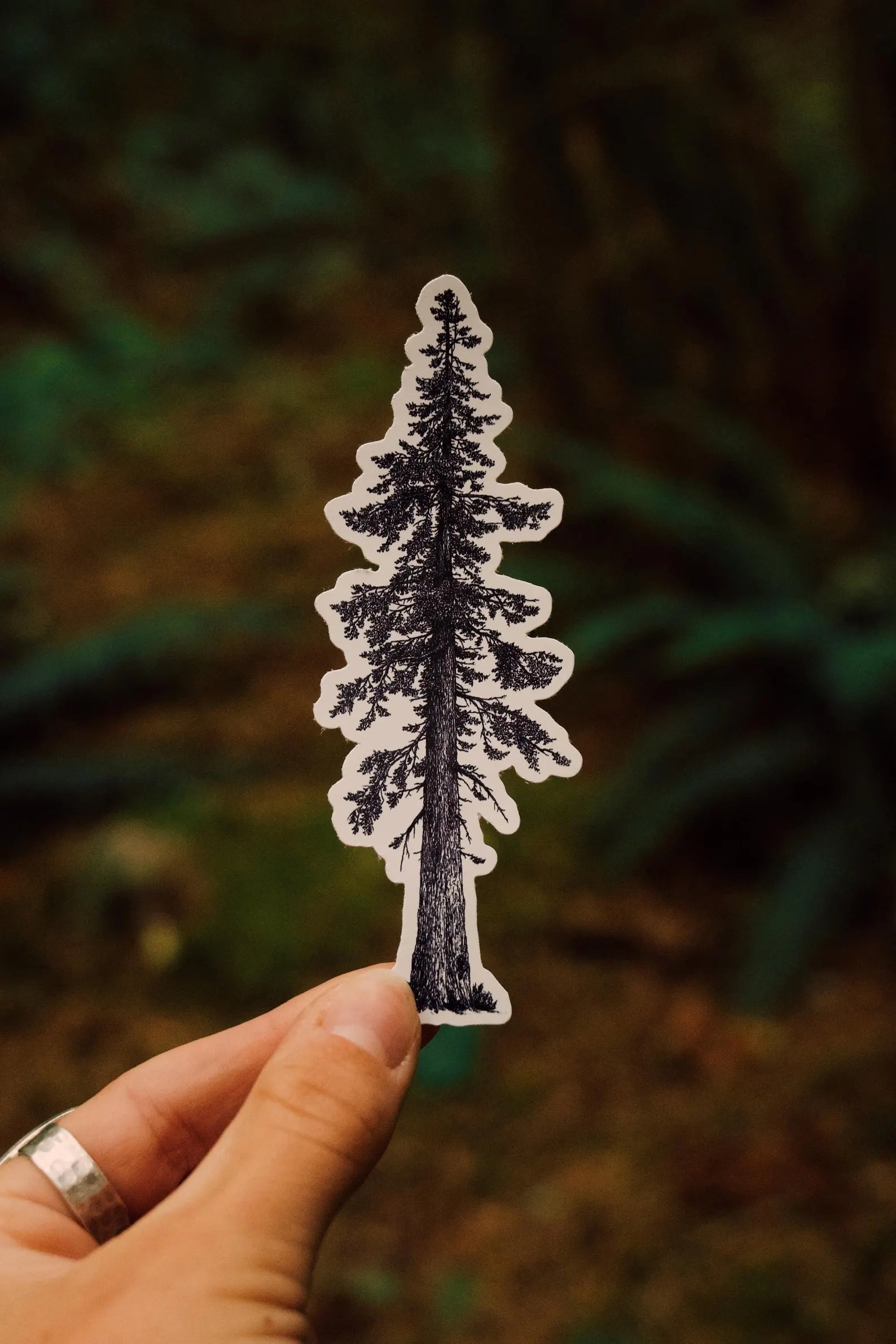 Sticker - Sitka Spruce